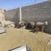 باسلام 7راس گوسفندزاییده|حیوانات مزرعه|رامشیر, |دیوار