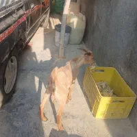 بز نر ۱۰ ماهه