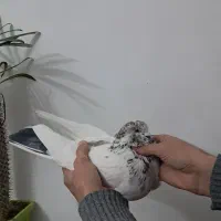 کبوتر درجه۱|پرنده|هشتگرد, گلسار|دیوار