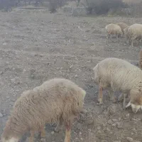 بره نر پای پروار|حیوانات مزرعه|مشگین شهر, |دیوار