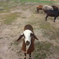 توقلی زیر قوچی