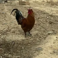 خروس محلی