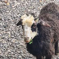 یک راس بره نر