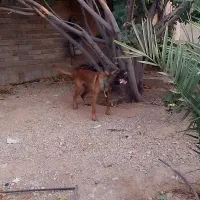 سگ مالینیوز نر