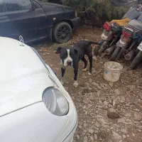 فروش دو عدد سگ نژاد دار