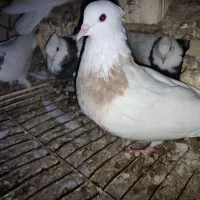 طوقی|پرنده|مهر, |دیوار