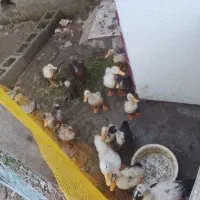 جوجه اردک یک ماه و دوماه مخلوط