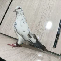 نر تهرانی چوب خورده