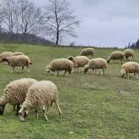 گوسفند و گله