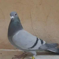 کبوتر سبز نر|حیوانات|زابل, |دیوار