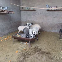 سلام ۶عدد بره ماده فروشی