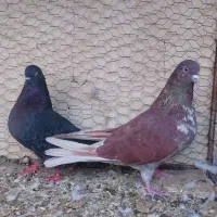 کبوتر سرخ پرشی|پرنده|اصفهان, حصه شمالی|دیوار