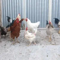 خروس|پرنده|گلپایگان, |دیوار