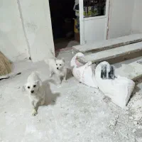 پیکینز معاوضه با مرغ و خروس