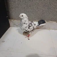 کفتر یا کبوتر