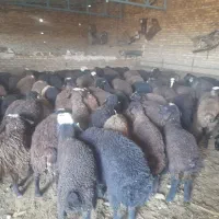 بره نر|حیوانات مزرعه|خرمدشت, |دیوار