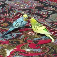 مرغ عشق|پرنده|کرمانشاه, |دیوار