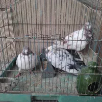 کبوتر رایگان