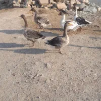 غاز