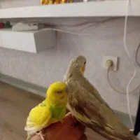 عروس هلندی با مرغ عشق|پرنده|قدس, شهرقدس|دیوار