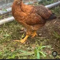 یک مرغ خانگی نو جوان