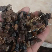 فروش ویژه بیدانه .فخری .افتاب خشک تاکستان|خوردنی و آشامیدنی|تاکستان, |دیوار