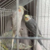 دو عدد عروس هلندی