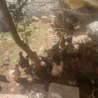 مرغ و خروس محلی