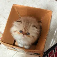 بریتیش لانگ هیر|گربه|رشت, شهرک قدس|دیوار