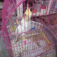 عروس هلندی|پرنده|عجب شیر, |دیوار