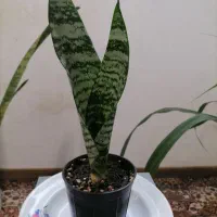 حراج انواع گل