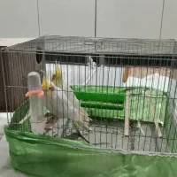 پرنده عروس هلندی