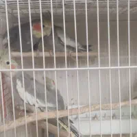 عروس هلندی رامشیر