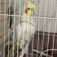 عروس هلندی|پرنده|فردیس, انبار نفت|دیوار