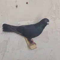 پلاکی