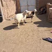 دوتا بره ماده جنس دار خشکل|حیوانات مزرعه|تربت‌حیدریه, چهارراه خواف|دیوار