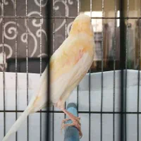 دو عدد قناری جوجه ریزه خوان|پرنده|اردبیل, |دیوار