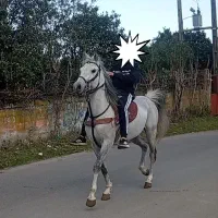 اسب کرد تمام یروقه