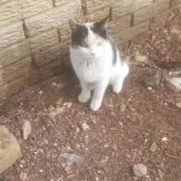 واگذاری گربه|گربه|اهواز, شهرک دانشگاه|دیوار