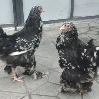 برهما بلک متلد