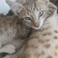 واگذاری سه عدد بچه گربه|گربه|اهواز, بهارستان|دیوار