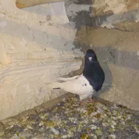 کله سیاه|پرنده|بیرانوند, |دیوار