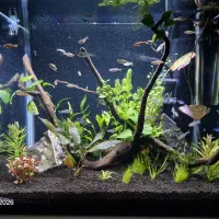 اکواریوم پلنت لوکس و اماده