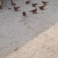 کبوتر اصل راعبی