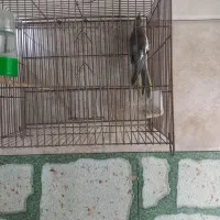 معاوضه با فنچ