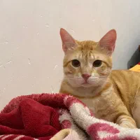 فروش گربه نر|گربه|آمل, |دیوار