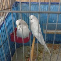 دو جفت مرغ عشق انگلیسی
