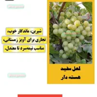 بهترین نهال انگور
