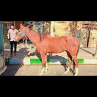 اسب نریان|اسب و تجهیزات اسبسواری|رامند, |دیوار