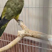 طوطی راهب|پرنده|پردیس, فاز ۸|دیوار